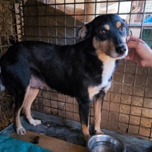 BANDITA - ausgereist zur Tierhilfe Lebenswert