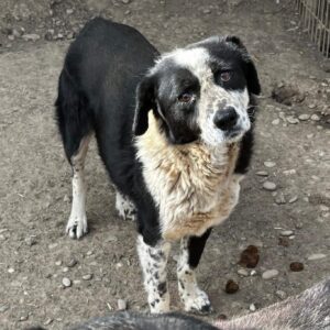 HINDI (♂) - Kopfschiefhaltung - seit mind. 2020 im Shelter