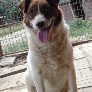 CHEEKY - vermisst 04/2023