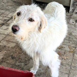 ELISABETH (♀) - auf PS im PLZ Bereich 35 (JW)