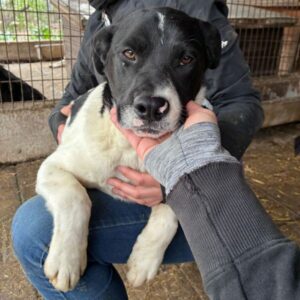 BRENIN (♂) - wird unsicher, sollte dringend ausreisen