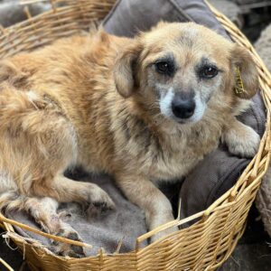 AMATA (♀) - als GPH auf PDR PS