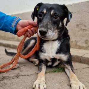 LAICA (♀) - Notfall-Oma - ausgeprägter Staupetick - vermittelt SE