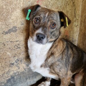 CAMARA (♀) - ausgereist zum TST Rösrath