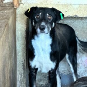 VIDAL (♂) - Seelischer Notfall- völlig resigniert - sollte zeitnahe reisen!