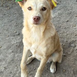 AISLINN (♀) - ausgereist zum TST Rösrath