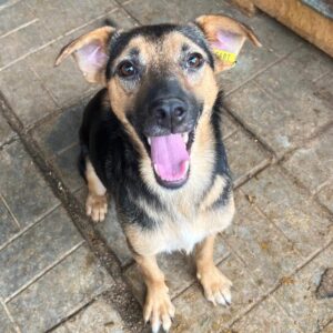 DACLAN (♂) - ausgereist zu Step by Paw (AL)