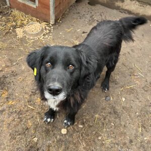 DYLAN (♂) - vermittelt MH