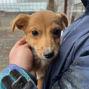 ARENITA (♀) - vermittelt MD