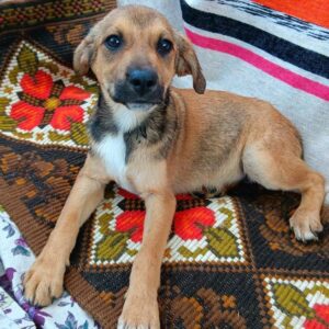 FRANKI (♂) vermittelt MD