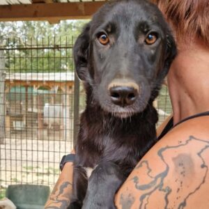 NIMA (♀) - Notfall in Rumänien - jetzt auf PS im PLZ Bereich 54 - vermittelt