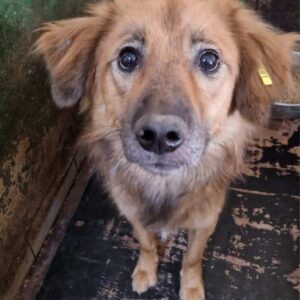 HOPPAS (♂) - auf PS im PLZ Bereich 32 - vermittelt