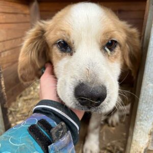 CALU - sehr dünn! - reserviert Tierhilfe Lebenswert DR - vermittelt