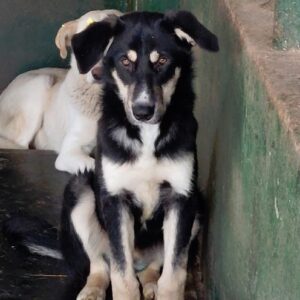 SIMBA - vermisst 11/24