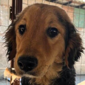 JANKA (♀)- reserviert- reist auf PDR PS PLZ 531 (24/05/NU)