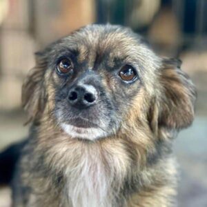 SHEELA (♀) - ausgereist zum TH Tuttlingen