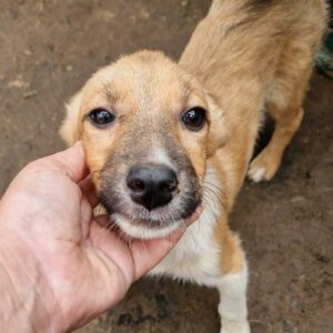 WOLKE (♀) - ausgereist zur Tierhilfe Lebenswert DR 15.03.25