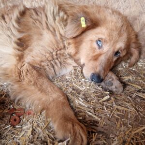 TANEA (♀) - Notfall - völlig entkräftet - auf PDR PS im PLZ Bezirk 46 - vermittelt