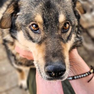 DON CARLOS - seit 2019 im Shelter