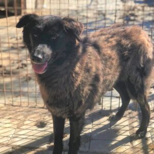 RIBANA - vermisst 04/2023