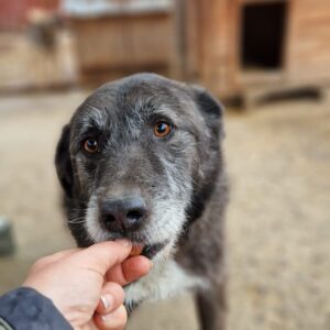 SCOTTY - seit mind 2020 im Shelter - vermittelt AL