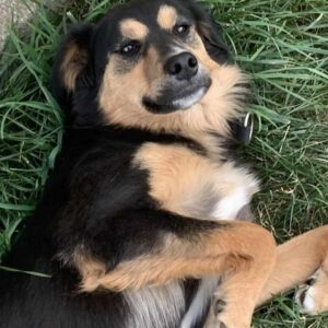 KALEDA – ausgereist zur Tierhilfe Lebenswert