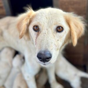 MONI (♀) - auf PS im PLZ Bereich 64 - vermittelt