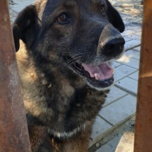 TEQUILA - reserviert Tiere brauchen Freunde - vermittelt