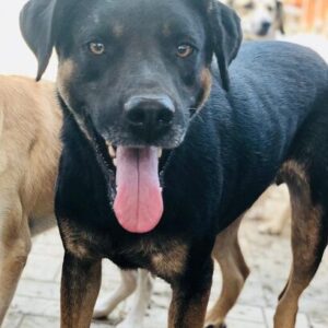 FELIPE - auf Pflegestelle in PLZ 1 - vermittelt