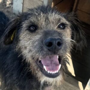 MAGNI (♂) - ausgereist zum TST Rösrath