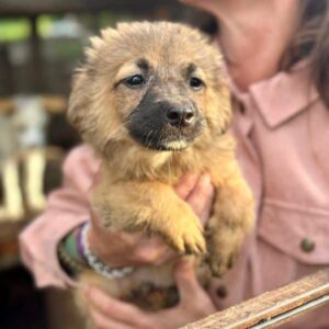 LARIA (♀) - auf PS im PLZ Bereich 21 - vermittelt