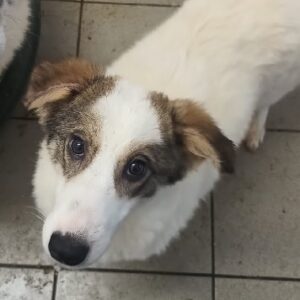 WHOOPI (♀) - reserviert Tierhilfe Lebenswert DR - vermittelt