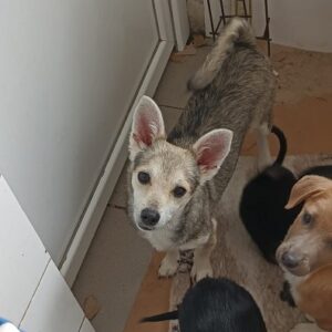 EDO - ausgereist zur Tierhilfe Lebenswert