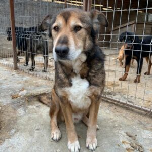 CHAZZ - reserviert Betty - vermittelt