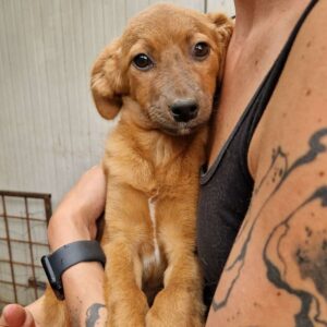 CYNTHIA (♀) - auf PS im PLZ Bereich 21 - vermittelt