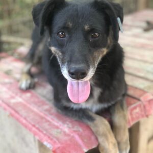 GERTI - reserviert TH Iserlohn 27.09 - vermisst 09/2022