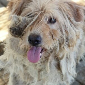 RÜBE - Notfall - reserviert TH Limburg - vermittelt