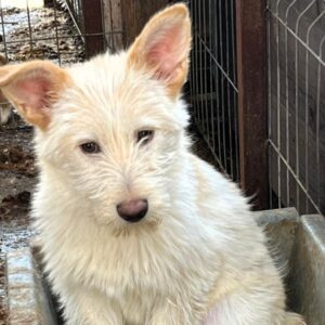 BALANA (♀) - wird unsicher - sollte zeitnah reisen