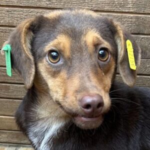 LOLLY (♀) - ausgereist zum TST Rösrath