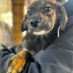 SANNA (♀) - Notfall im Shelter - jetzt auf PDR PS im PLZ Bezirk 5 - vermittelt