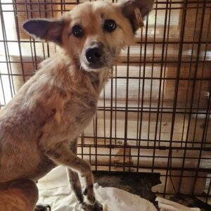 PINKY (♀) - Probleme mit rechtem Vorderbein, Hautprobleme - vermittelt Betty