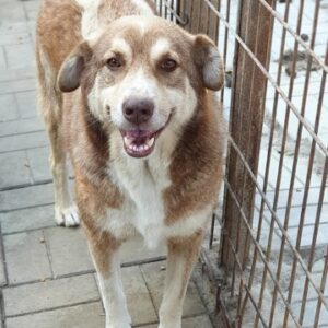 ANIELO - reserviert Manuela vermittelt