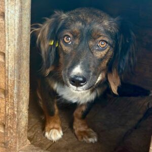 ESHLEY (♀) - auf PS im PLZ Bereich 59 - vermittelt