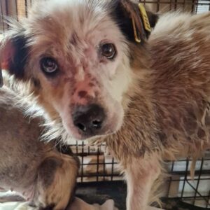 DARLIN (♀) - Bisswunden, Hautprobleme, seelischer Notfall - seit 2021 im Shelter - ausgereist zu Vierbeiner in Not