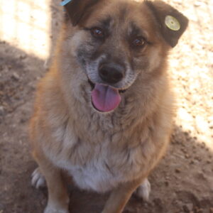 SWAYZE - vermisst 08/2022