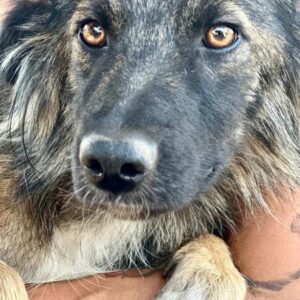 LILLYFEE (♀) - auf PS im PLZ Bereich 21 (SE) - vermittelt