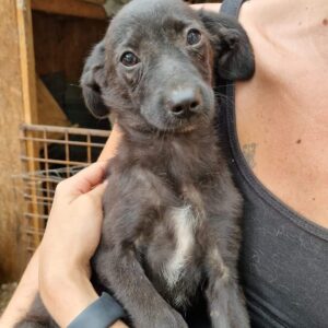 SKARA (♀) - ausgereist zu Vierbeiner in Not