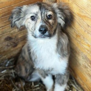 INCI (♀) - wird schüchtern, sollte bald ausreisen - jetzt auf PDR PS im PLZ Bezirk 97 - vermittelt