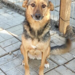 LISBETH - seel. Notfall - auf Pflegestelle in PLZ 9 vermittelt