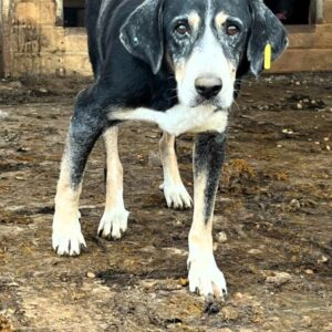 ESTEBAN (♂) - NOTFALL! - zu dünn - Hautprobleme - völlig fertig - schwache Hinterhand - Tumor im Genitalbereich